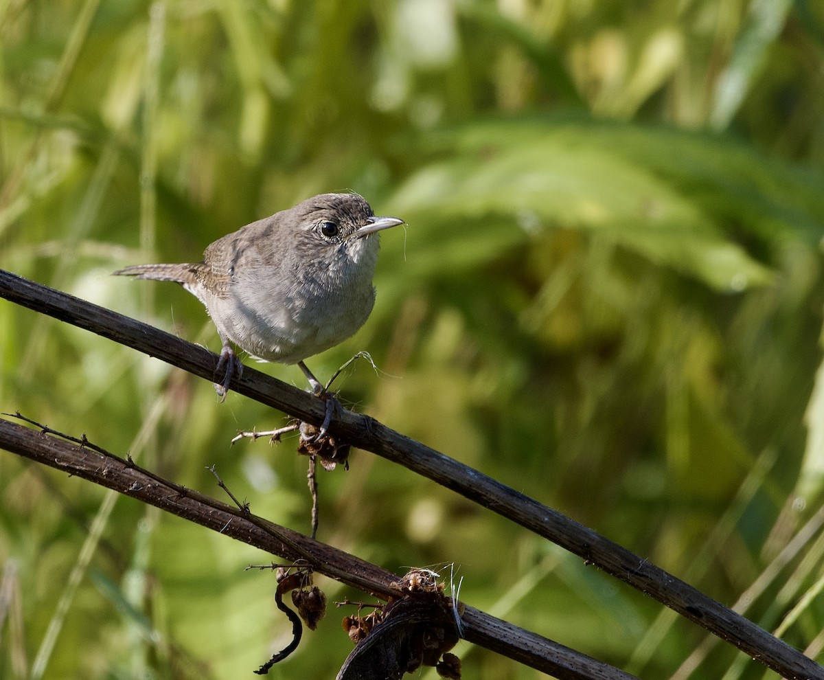 House Wren - ML623671047