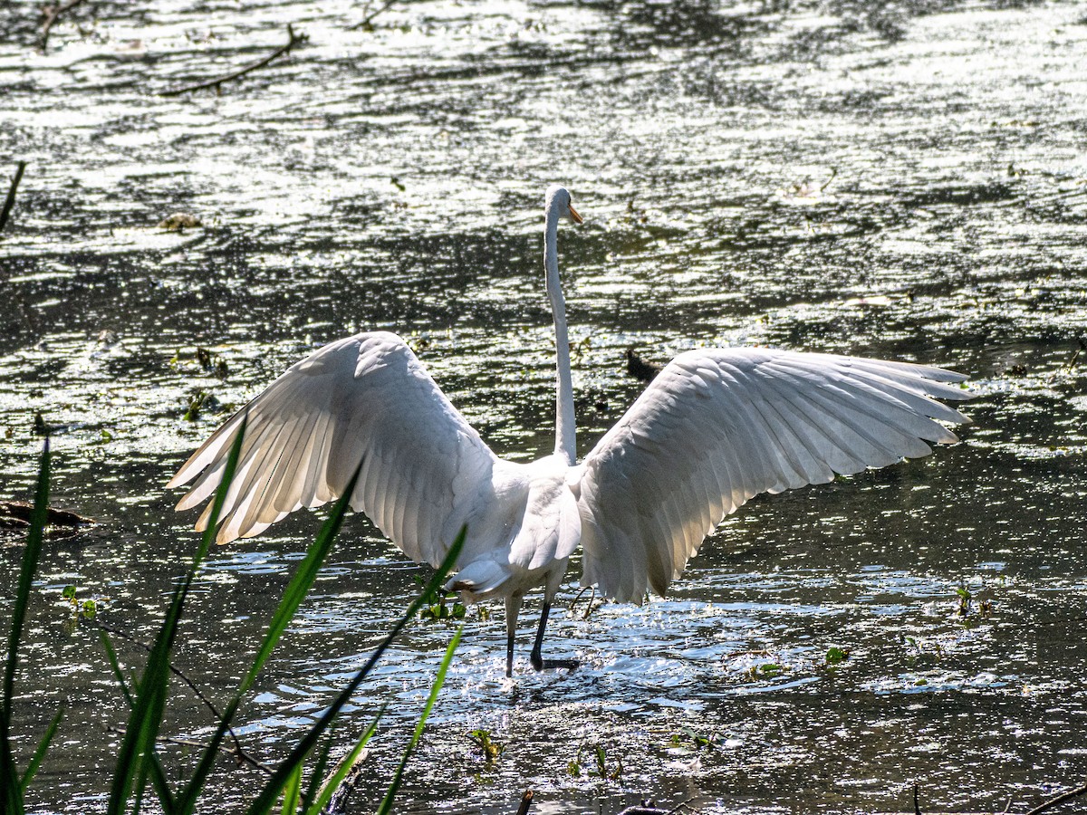 Grande Aigrette - ML623671050