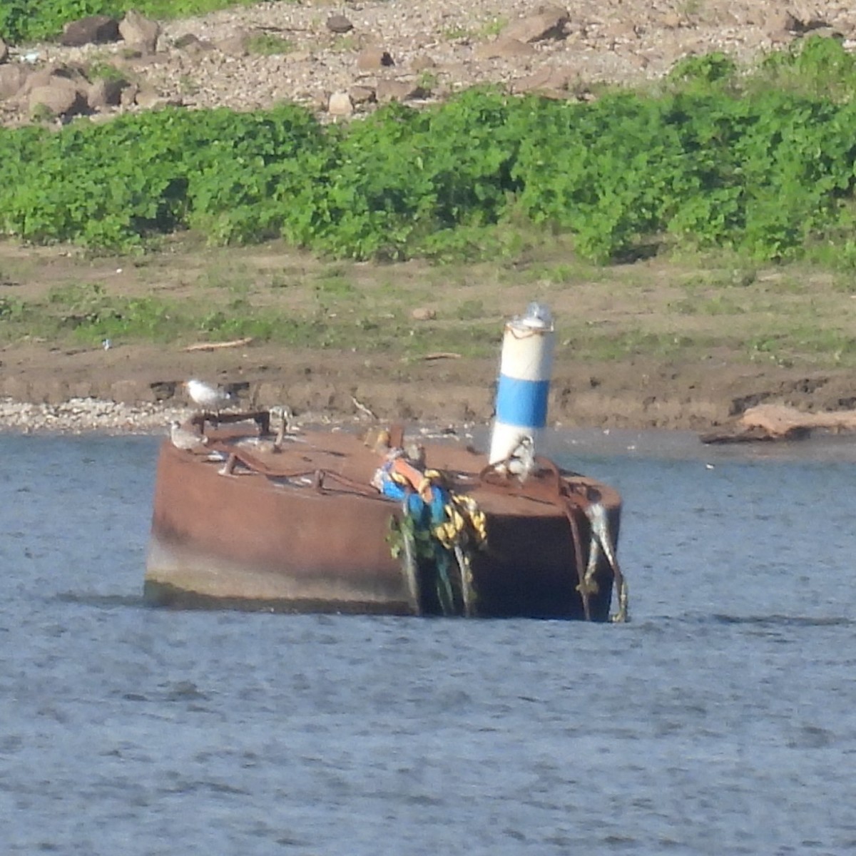 Gaviota Guanaguanare - ML623671069