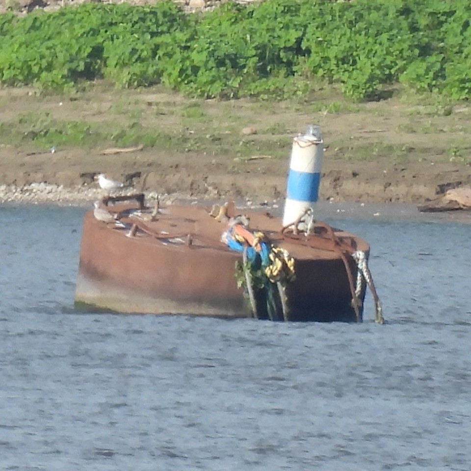 Gaviota Guanaguanare - ML623671103