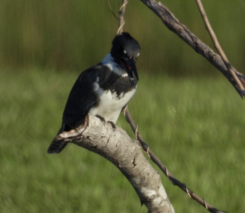Belted Kingfisher - Denise Rychlik
