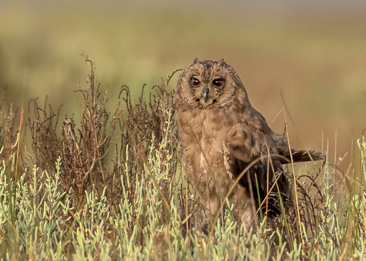 Hibou du Cap - ML623671219