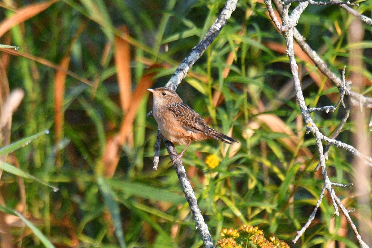 Sedge Wren - Joel Trick