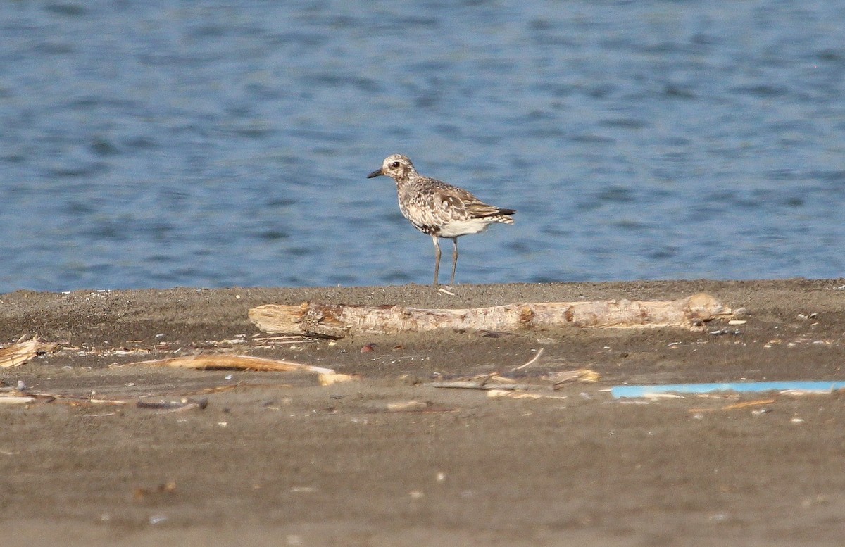 Black-bellied Plover - ML623671229