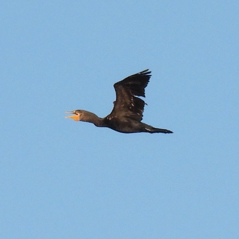 Cormoran à aigrettes - ML623671245