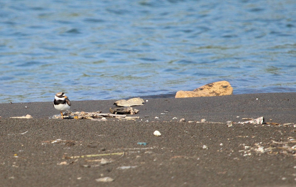 Common Ringed Plover - ML623671251