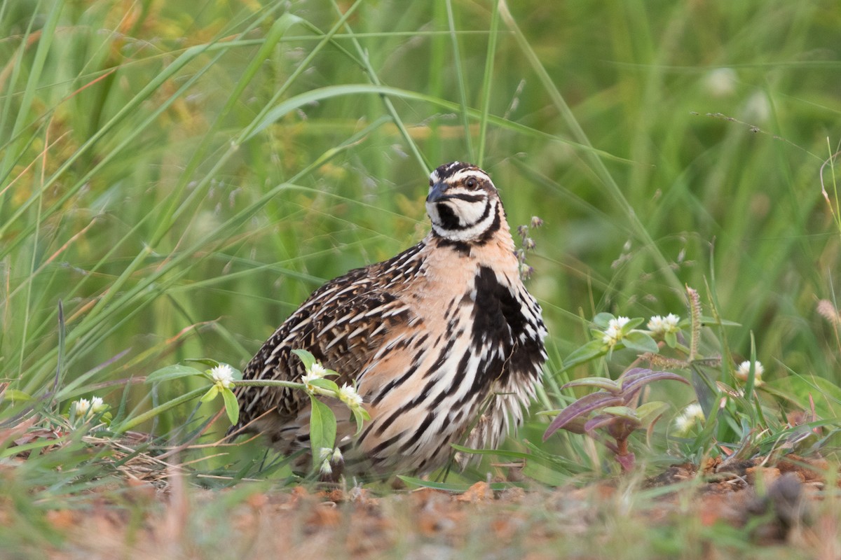 Rain Quail - ML623671254