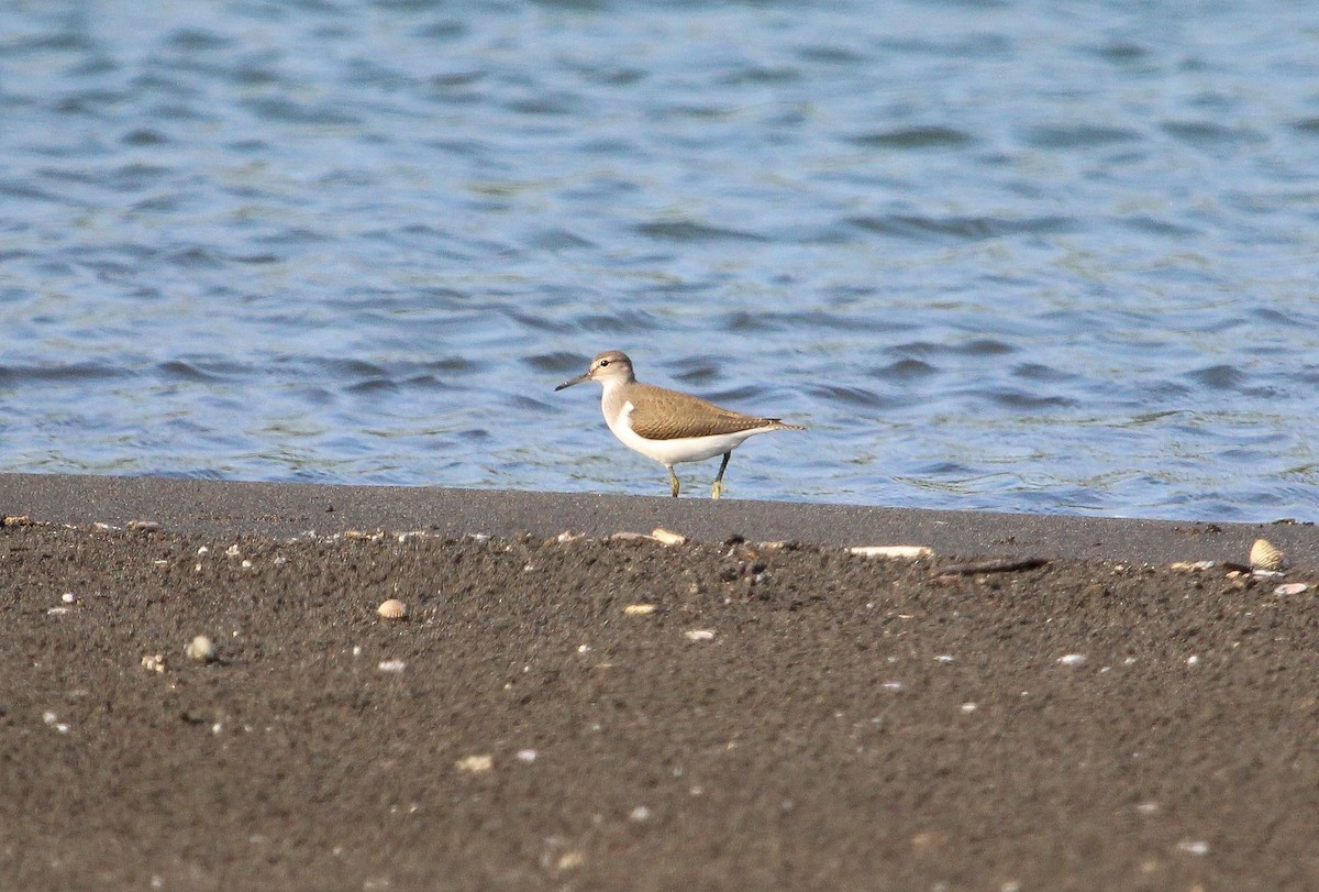 Common Sandpiper - ML623671260