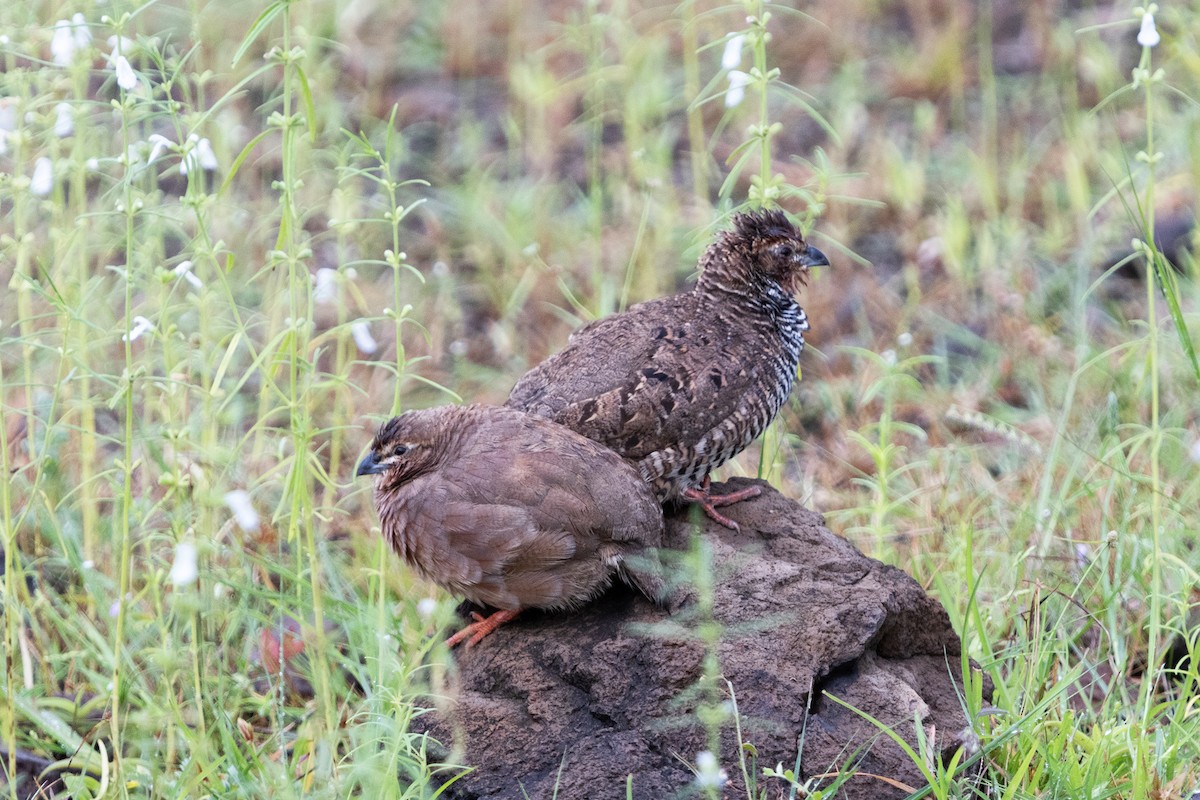 Rock Bush-Quail - ML623671265