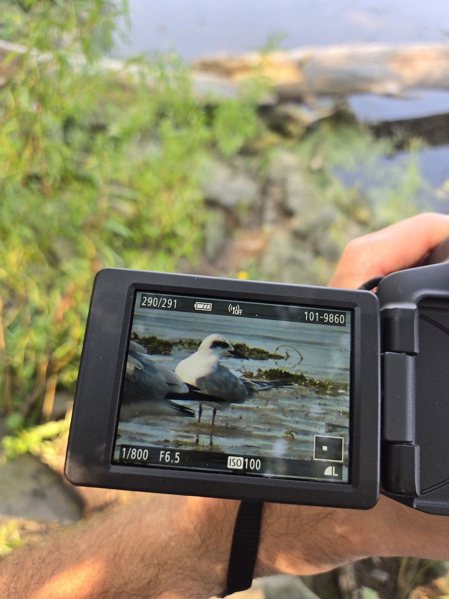 Forster's Tern - ML623671280