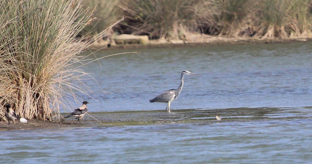Broad-billed Sandpiper - ML623671285