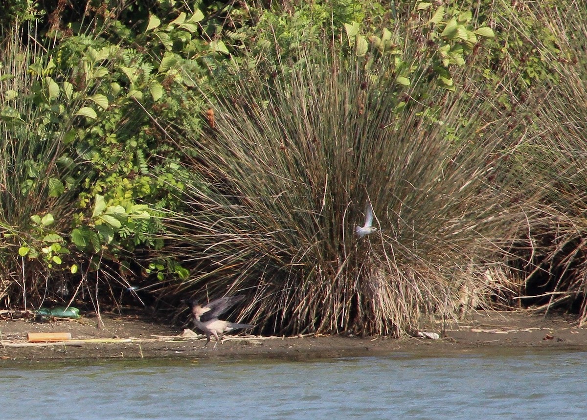Broad-billed Sandpiper - ML623671286