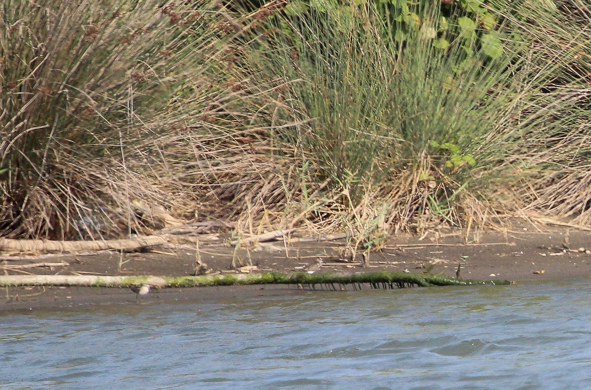 Broad-billed Sandpiper - ML623671287