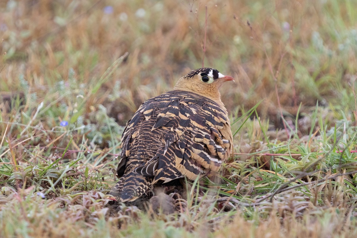 Painted Sandgrouse - ML623671297