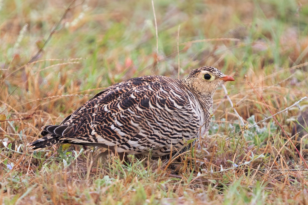 Painted Sandgrouse - ML623671298