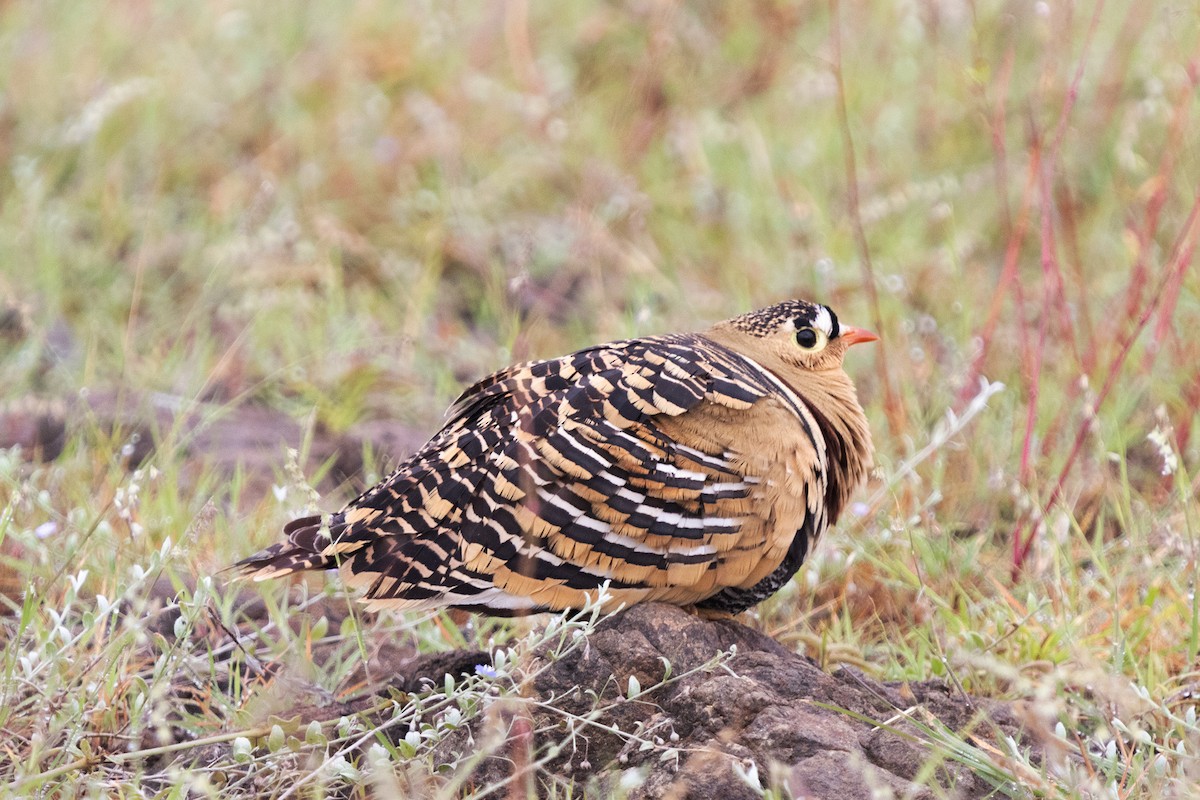 Painted Sandgrouse - ML623671299