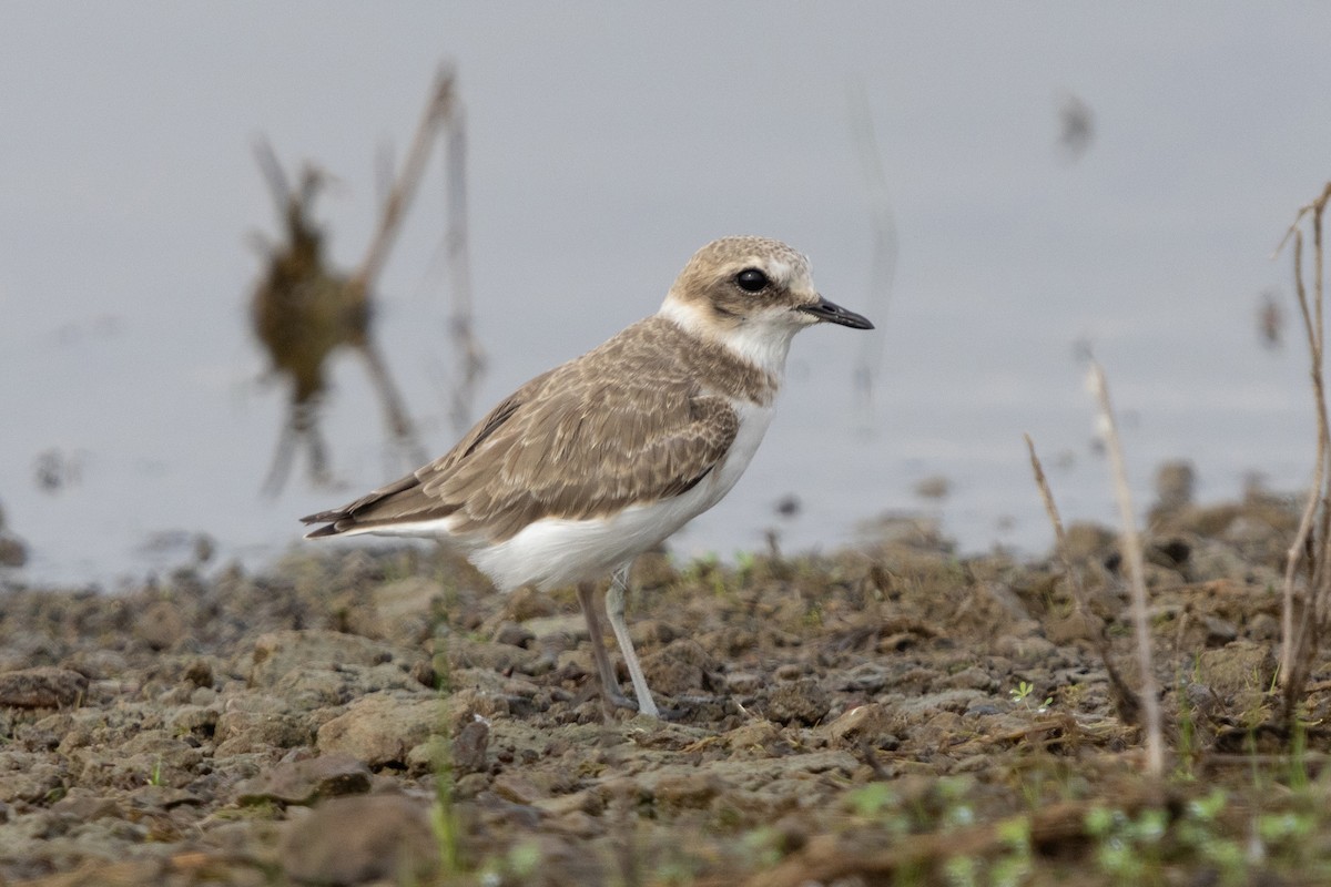 Kentish Plover - ML623671303