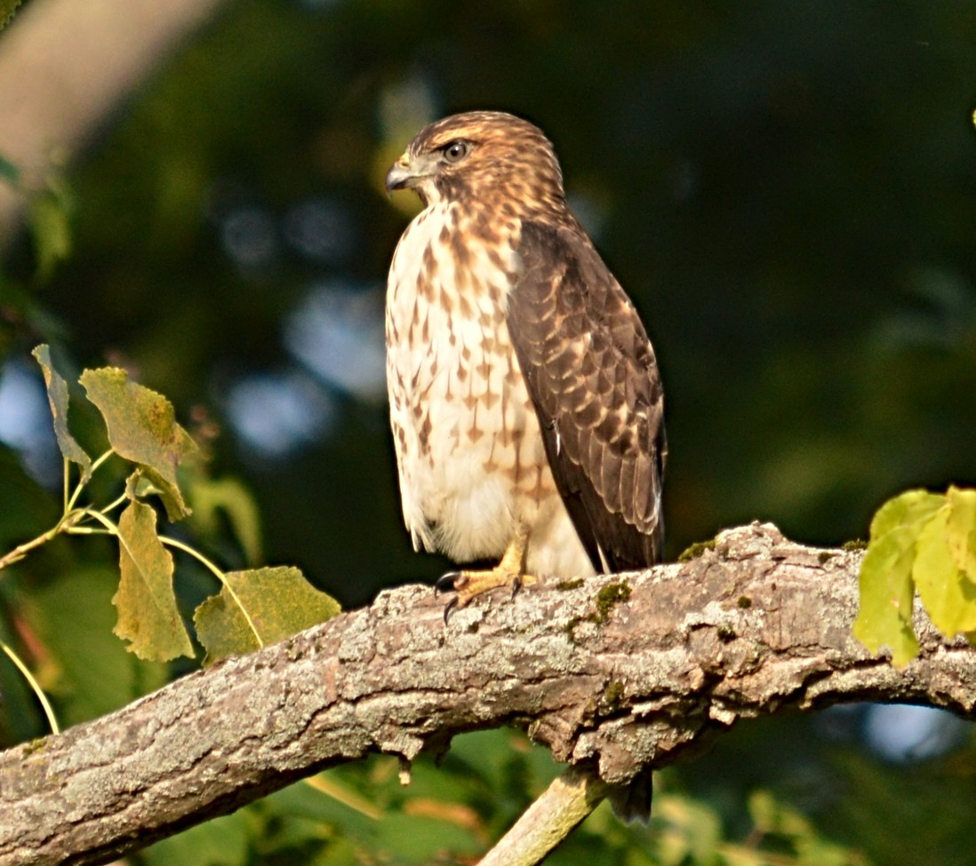 Broad-winged Hawk - ML623671306