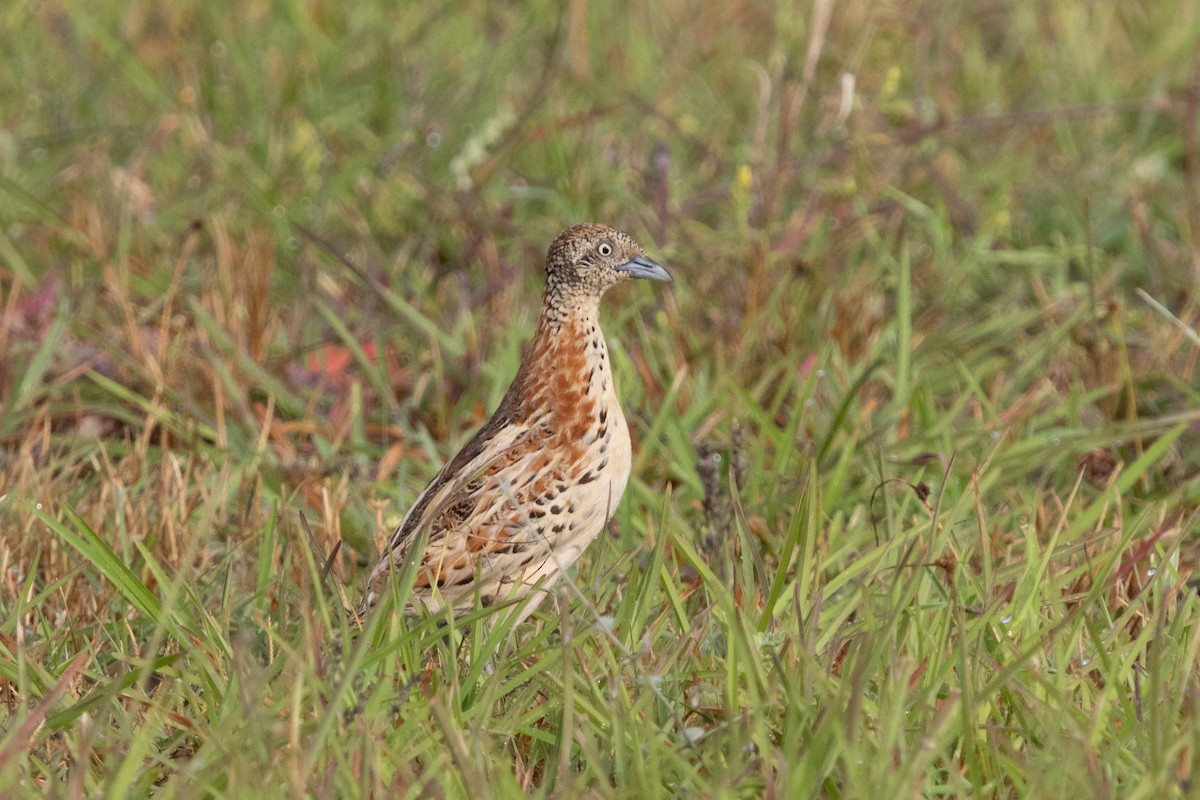 Small Buttonquail - ML623671311