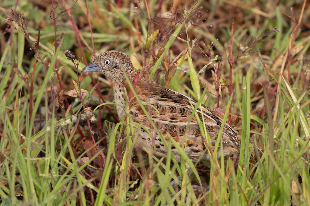 Small Buttonquail - ML623671313