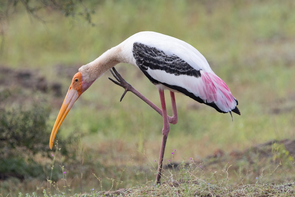 Painted Stork - ML623671317