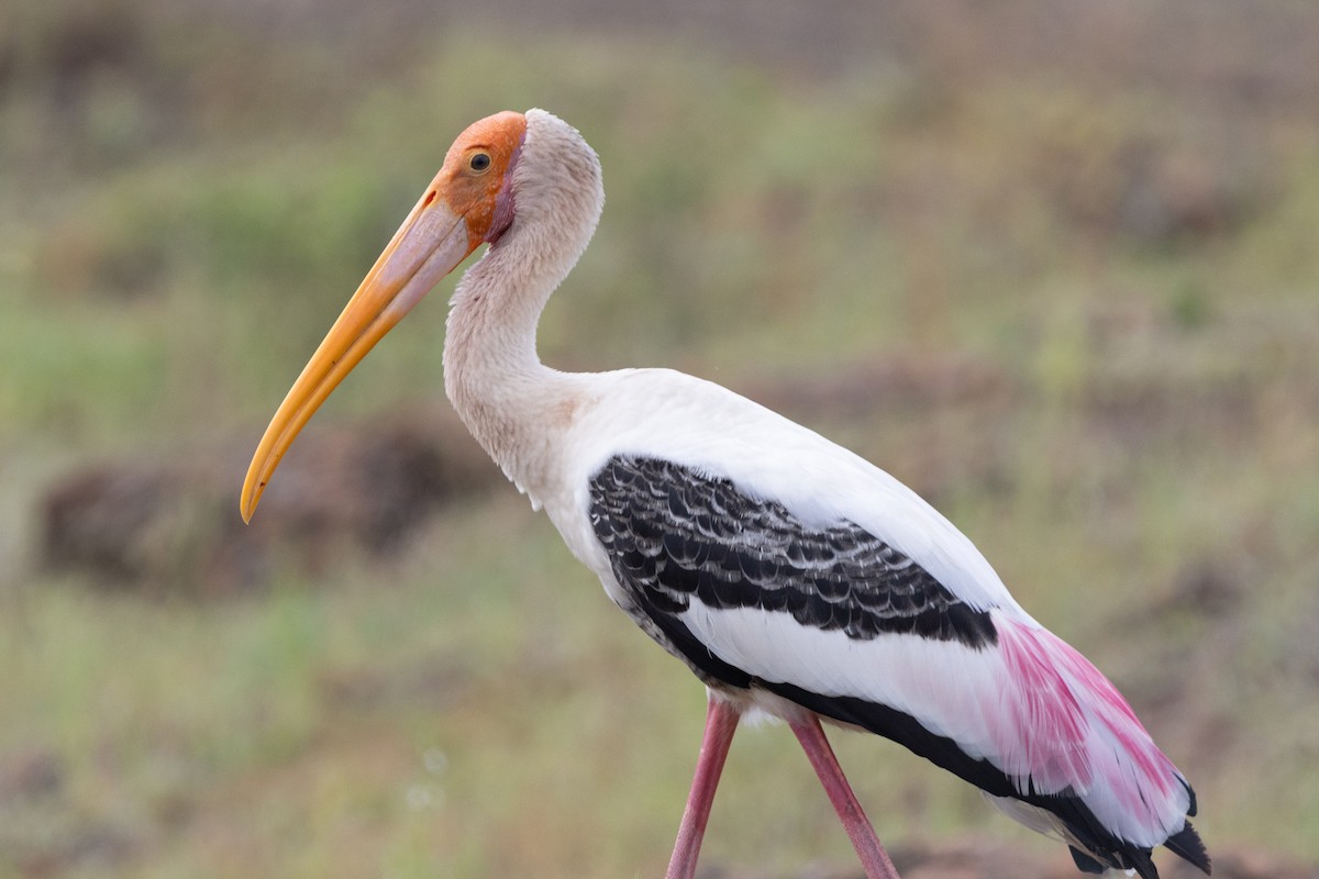 Painted Stork - ML623671318