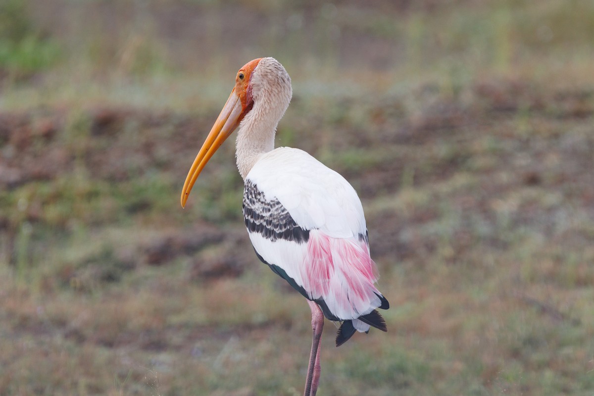 Painted Stork - ML623671319