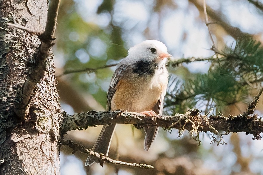 Black-capped Chickadee - ML623671342