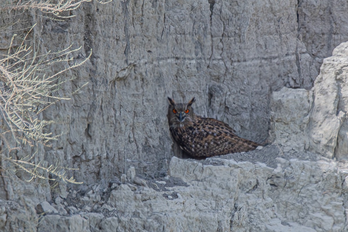 Eurasian Eagle-Owl - ML623671345