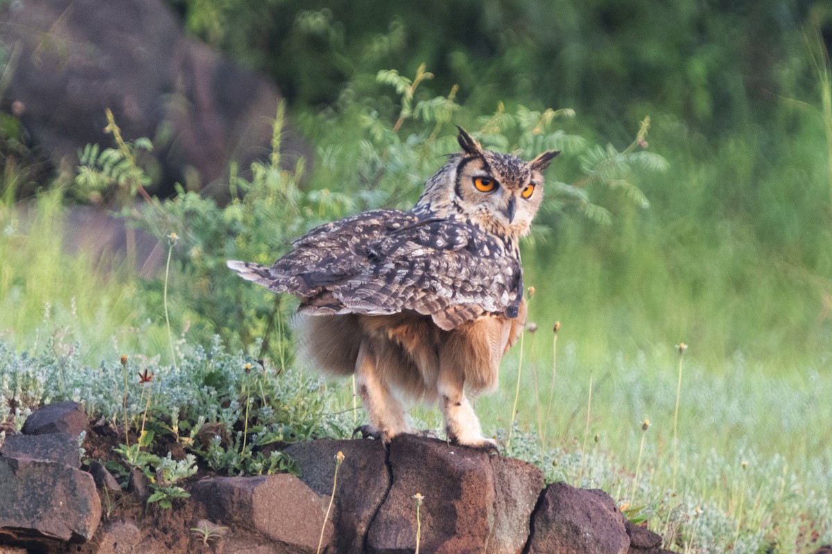 Rock Eagle-Owl - ML623671349