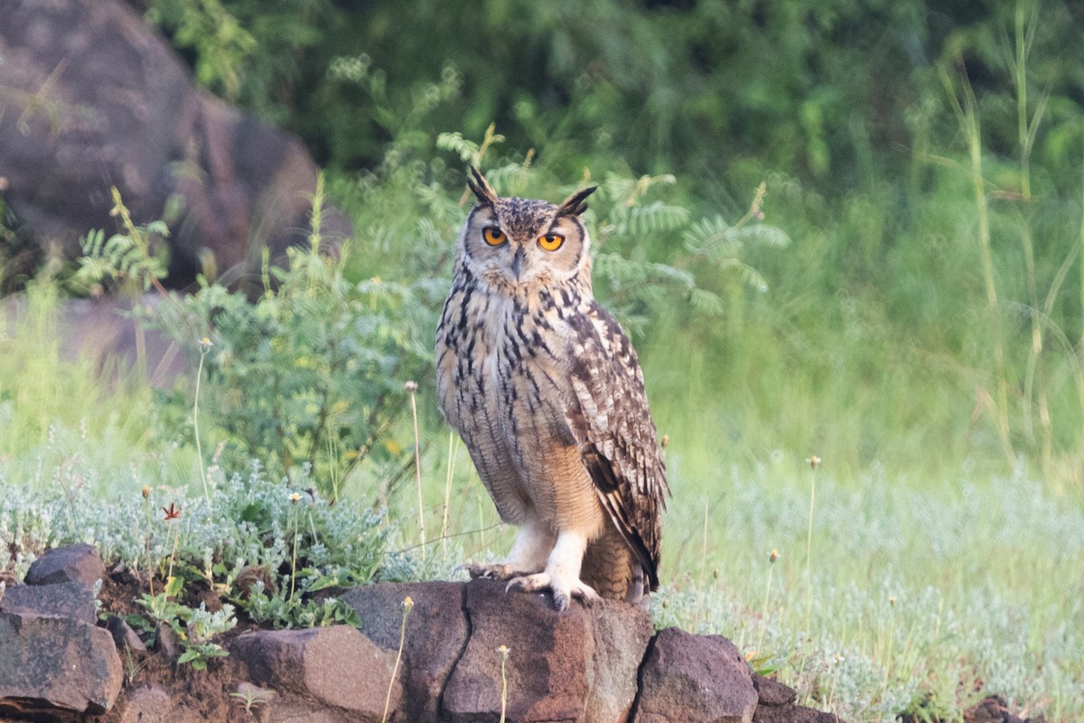 Rock Eagle-Owl - ML623671350