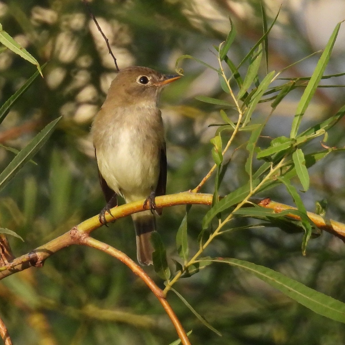 Mosquero Alisero - ML623671357