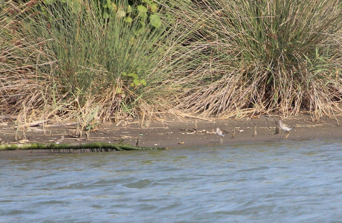 Broad-billed Sandpiper - ML623671366