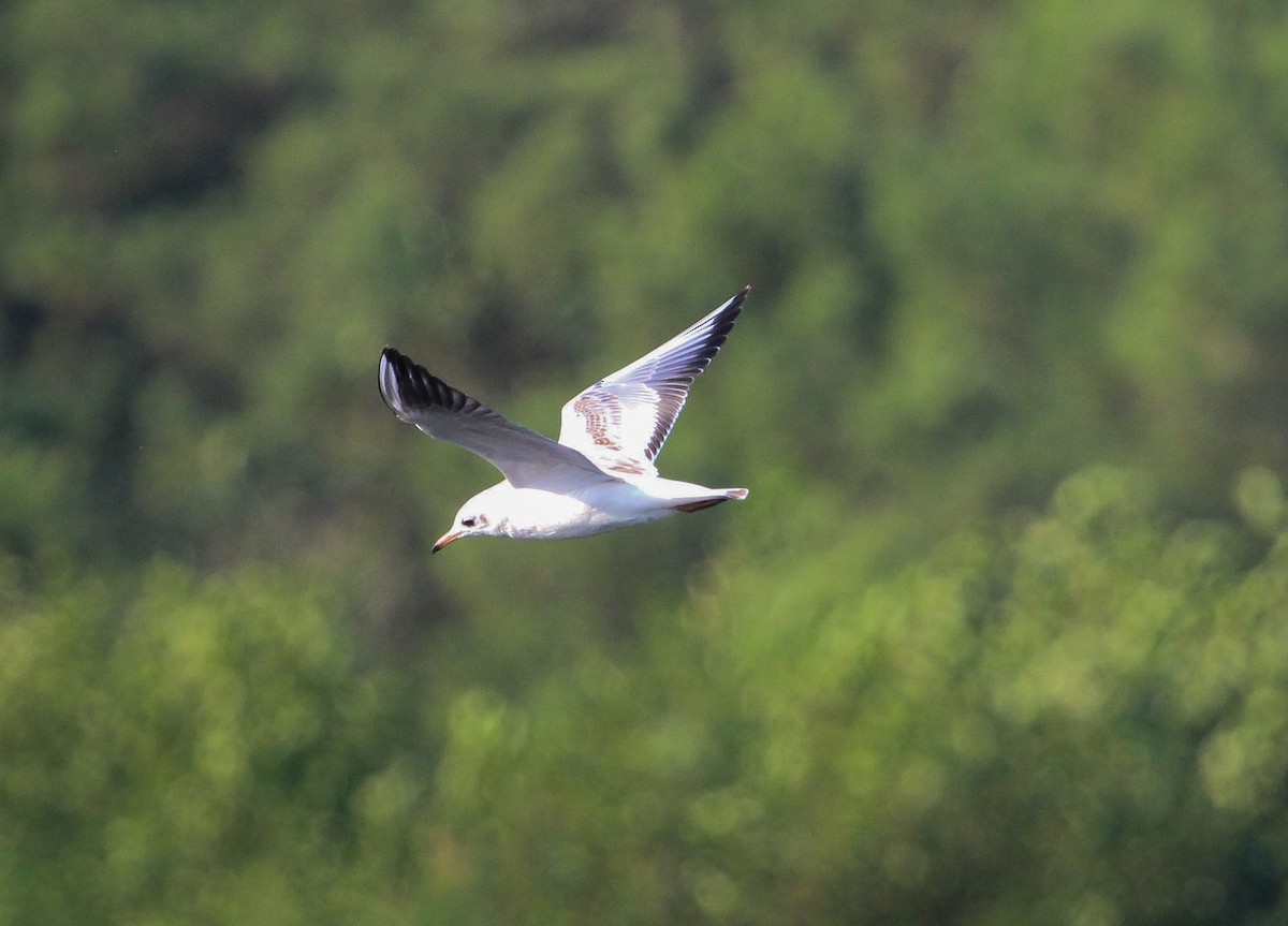 Slender-billed Gull - ML623671398