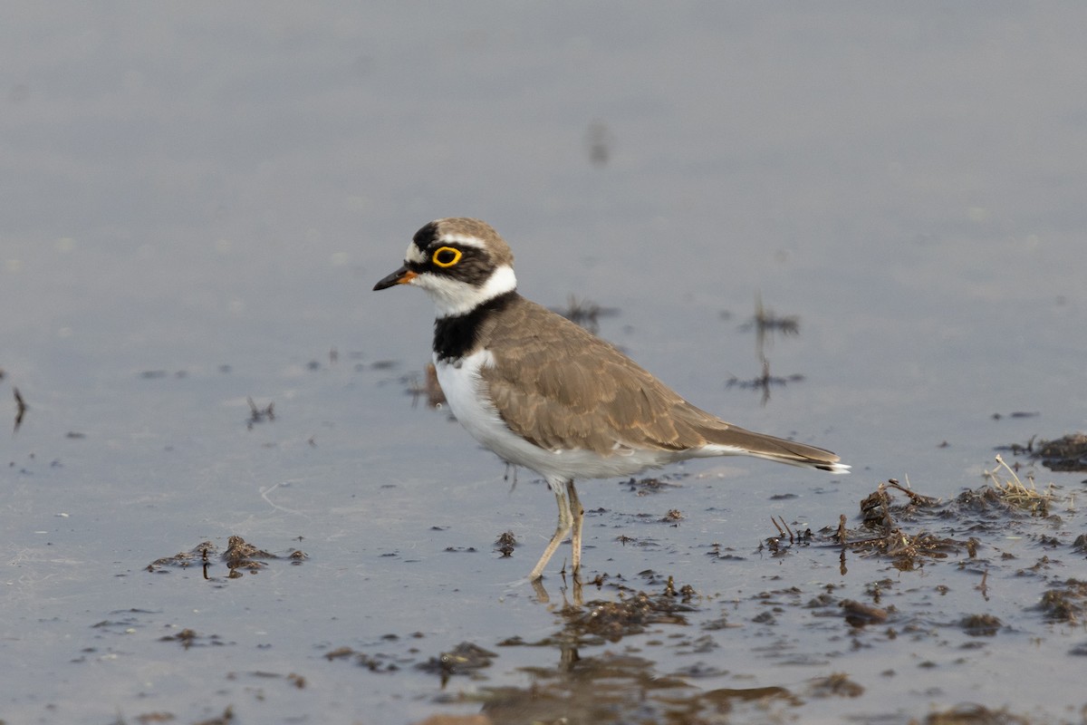 Little Ringed Plover - ML623671399