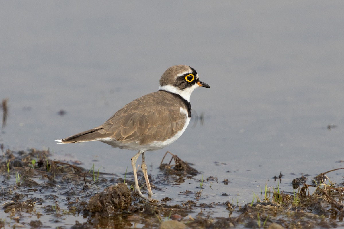 Little Ringed Plover - ML623671400