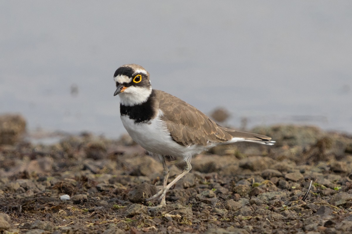 Little Ringed Plover - ML623671401