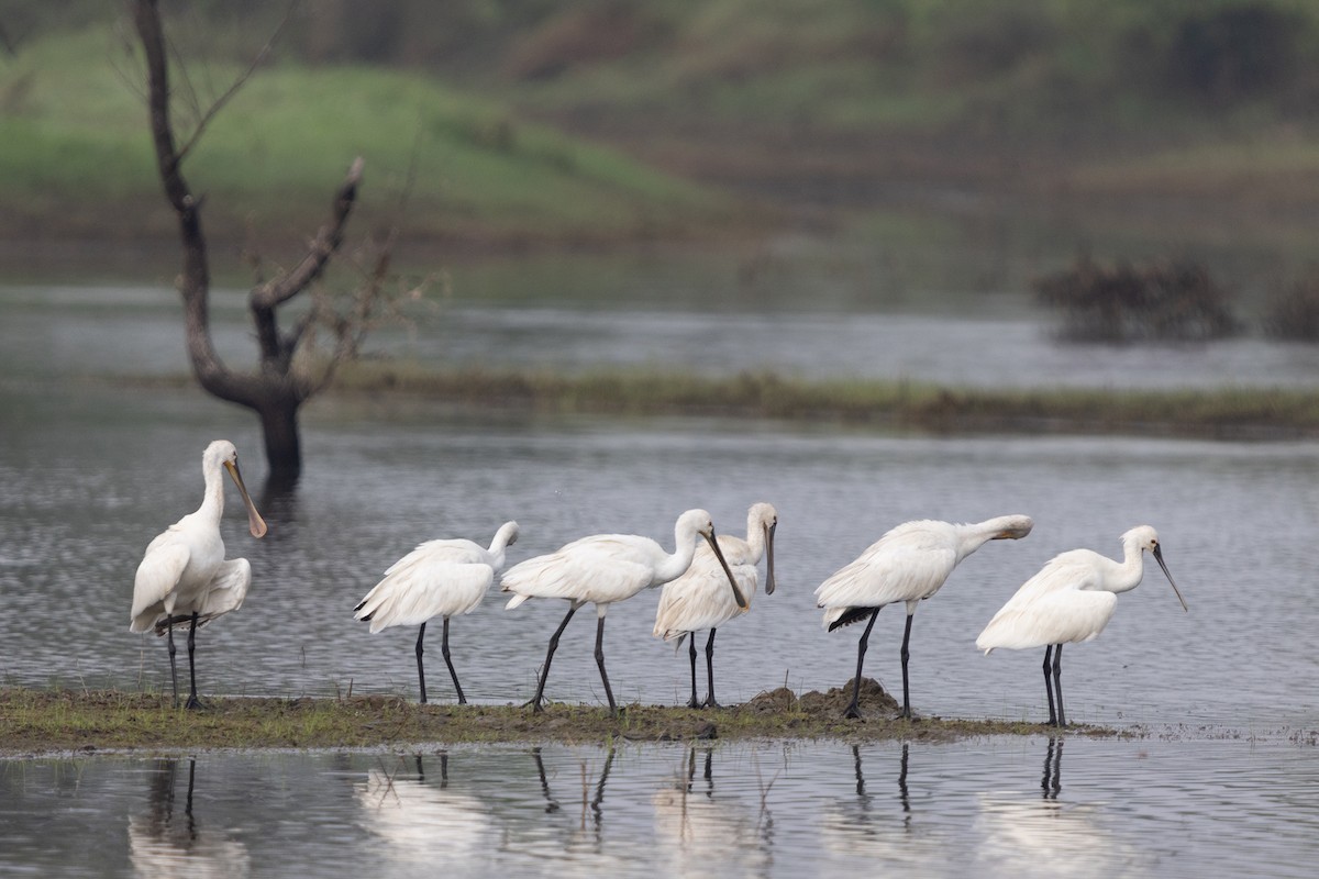 Eurasian Spoonbill - ML623671405