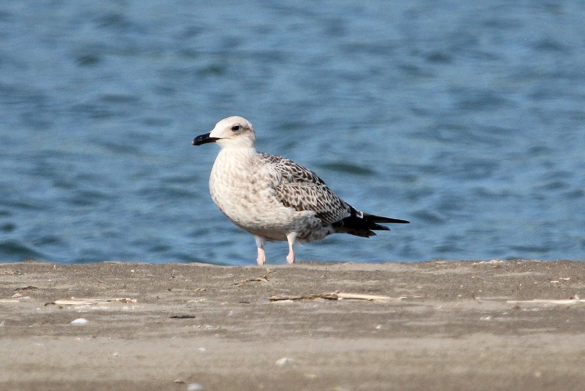 Yellow-legged Gull - ML623671411