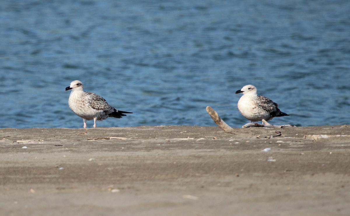 Yellow-legged Gull - ML623671412