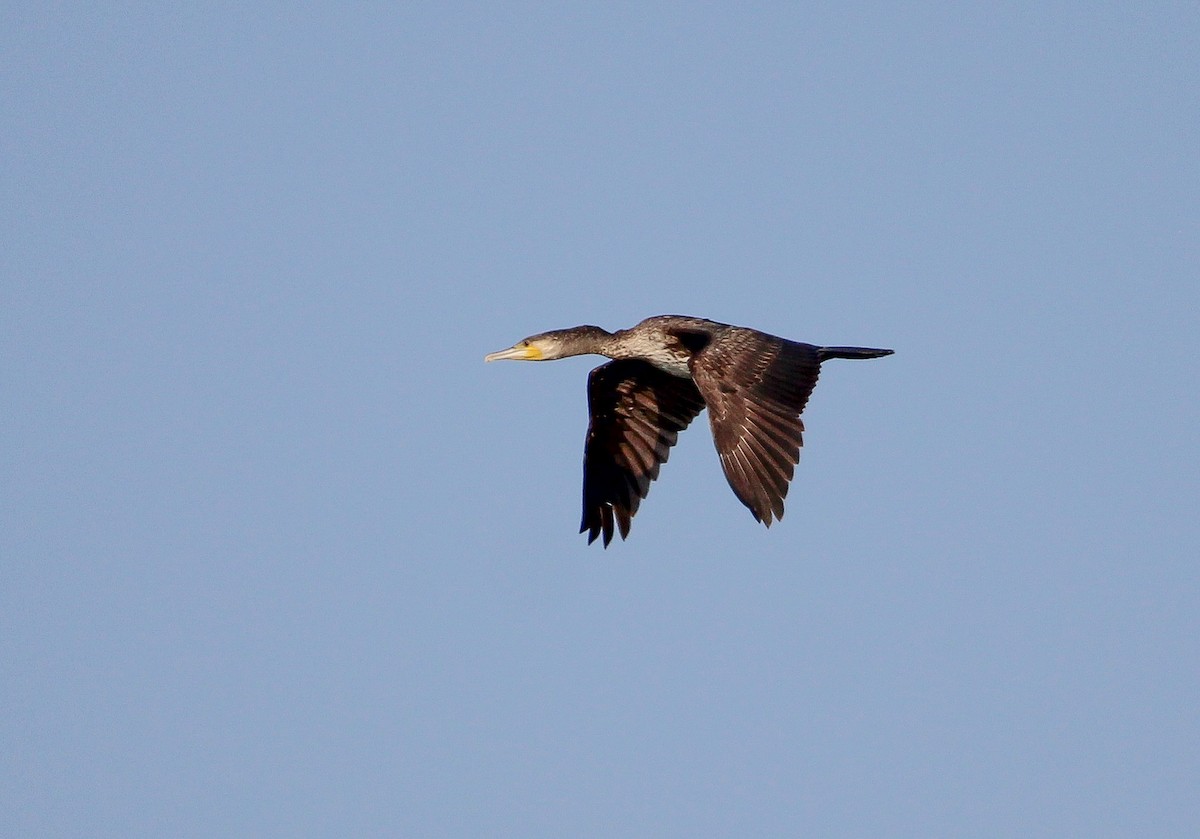 Great Cormorant - ML623671436