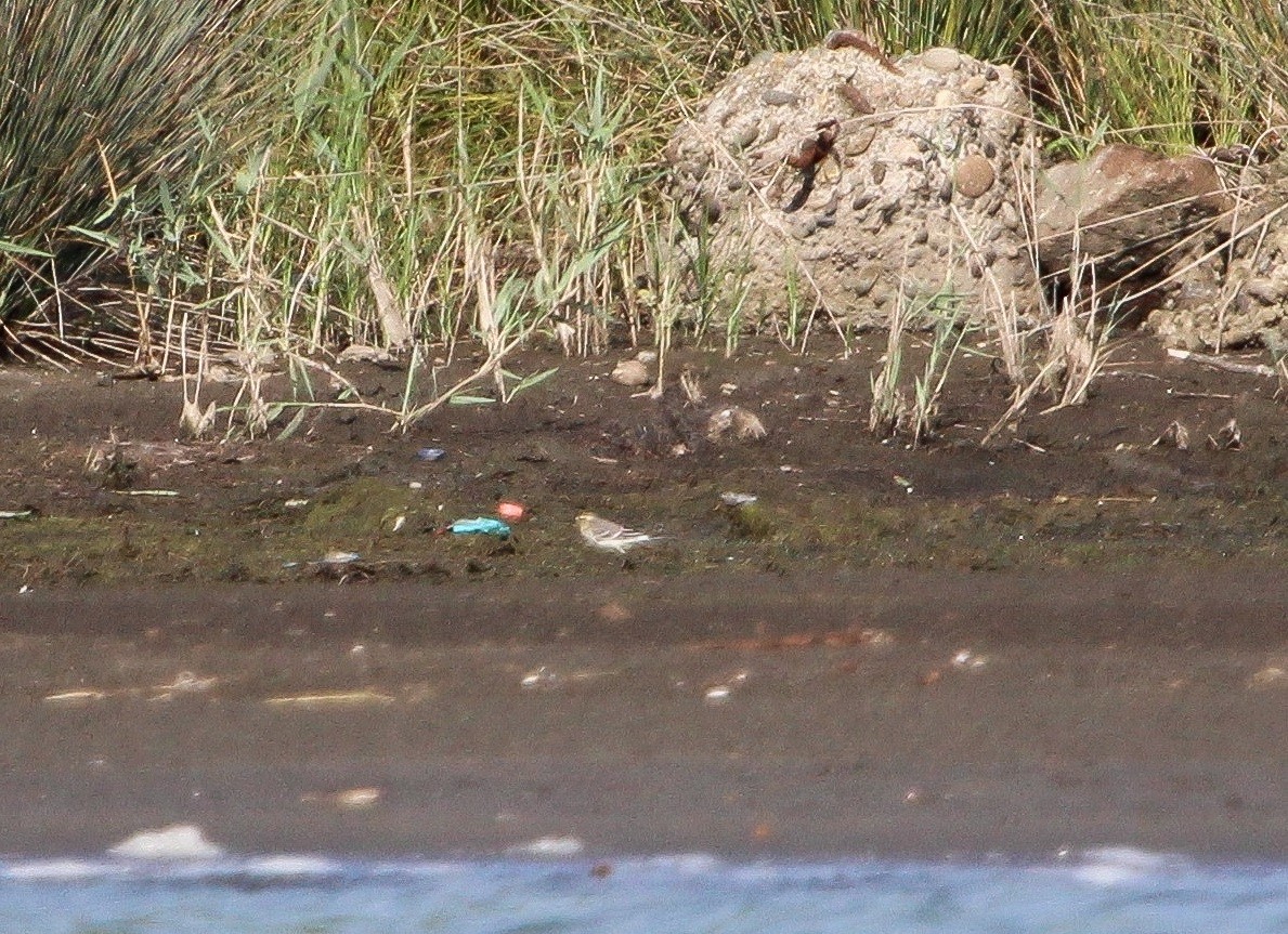 Citrine Wagtail - ML623671457