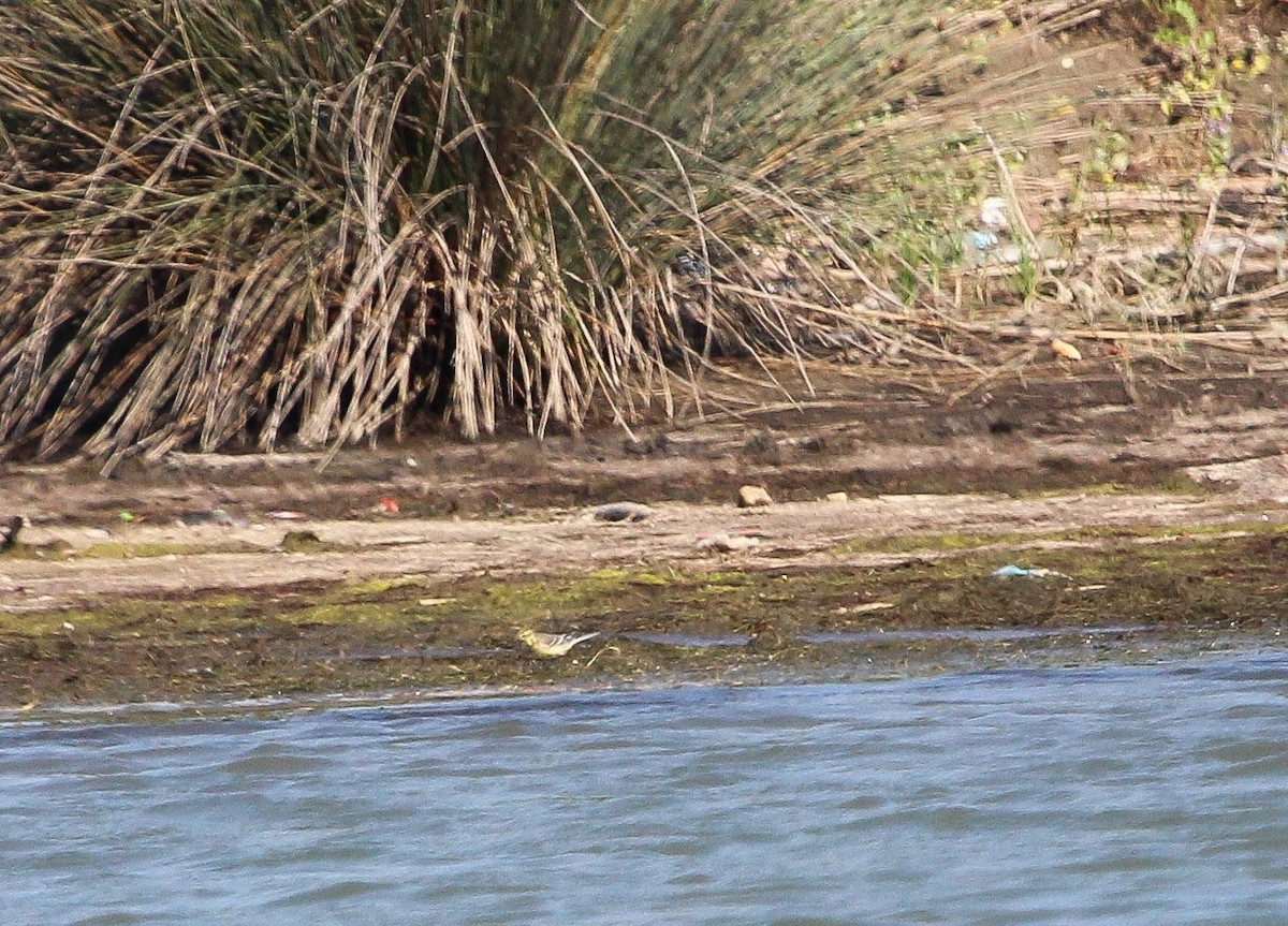 Citrine Wagtail - ML623671458