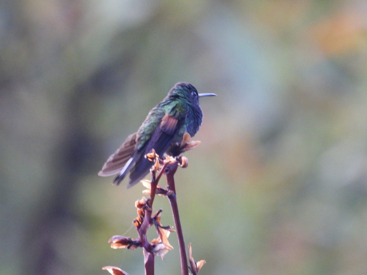 Stripe-tailed Hummingbird - ML623671461