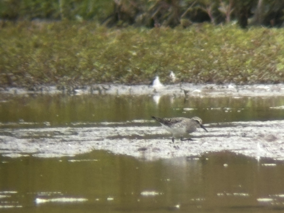 White-rumped Sandpiper - ML623671465