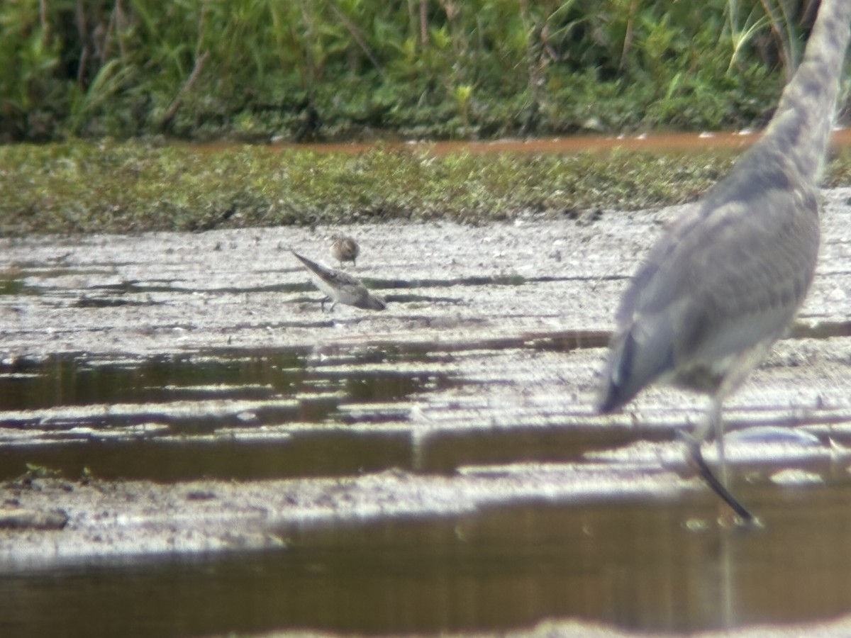 White-rumped Sandpiper - ML623671466