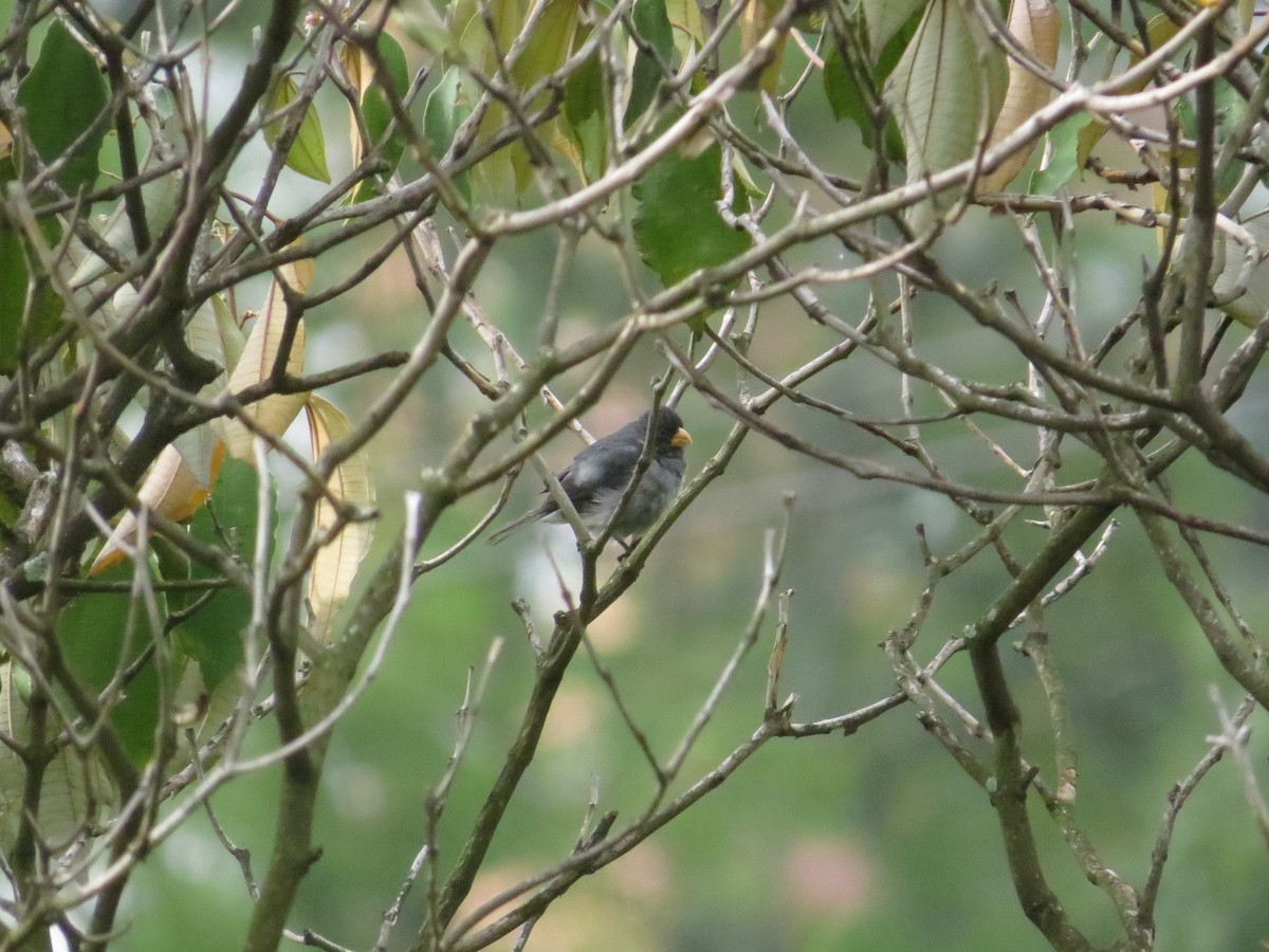 Gray Seedeater - ML623671477