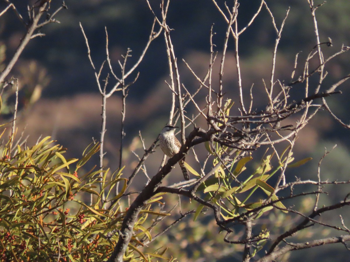 Boucard's Wren - ML623671518