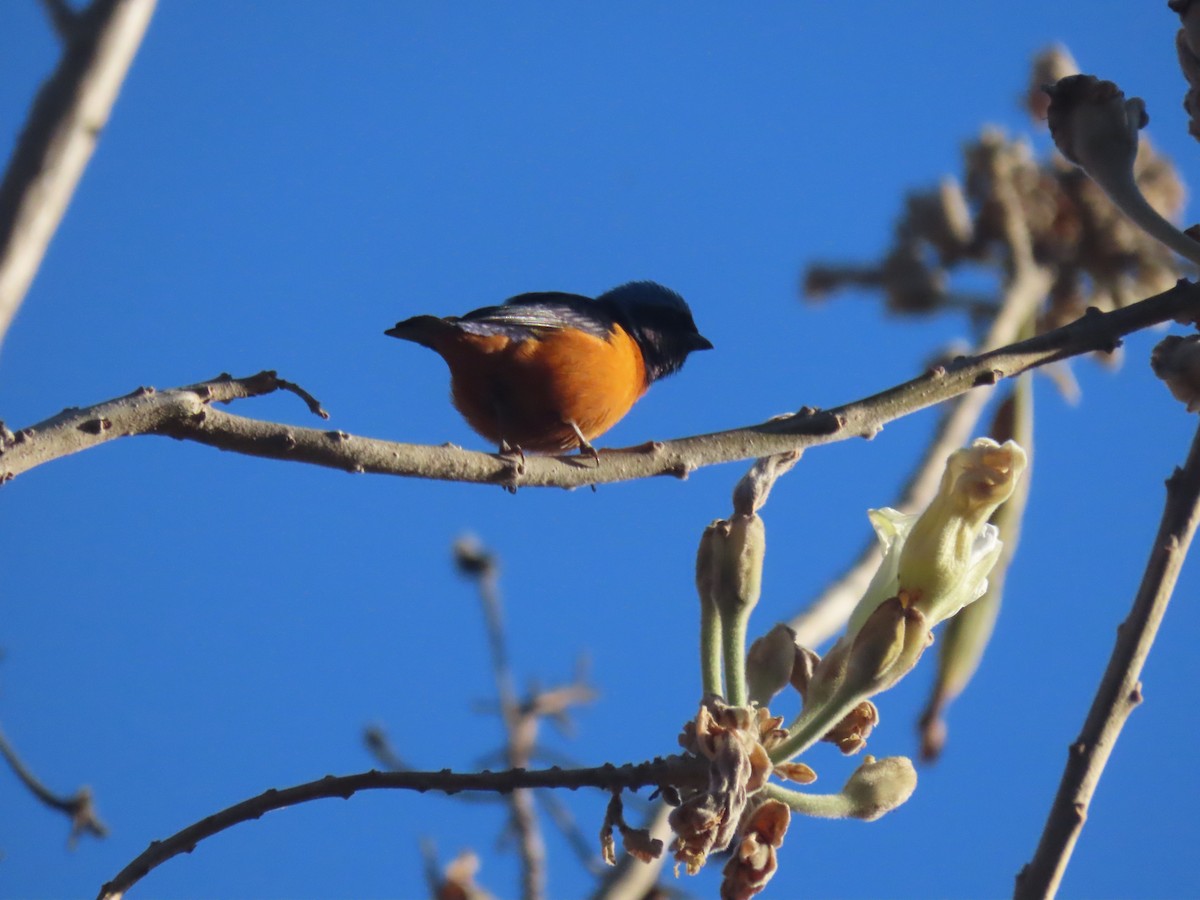 Elegant Euphonia - ML623671533