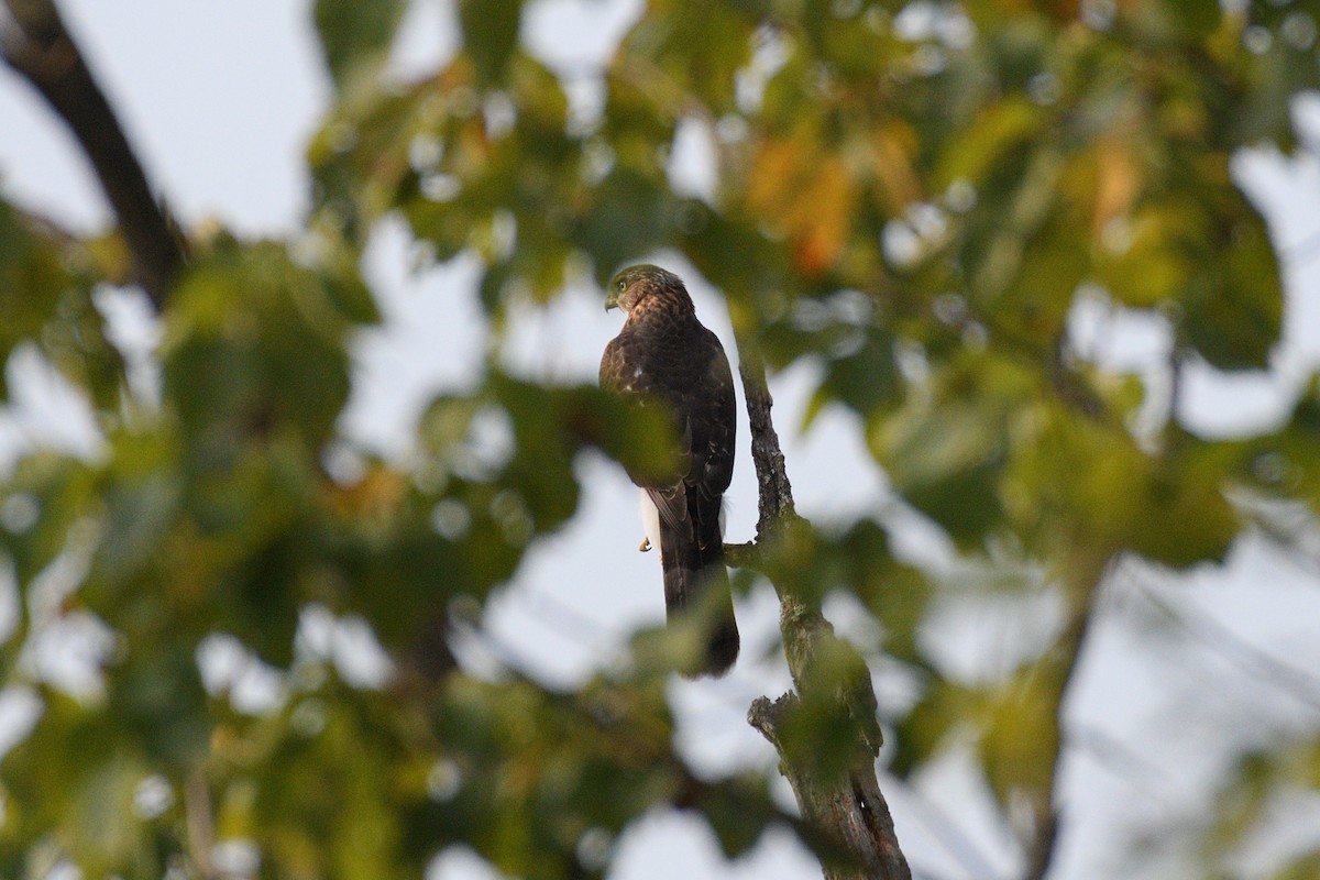 Cooper's Hawk - ML623671563